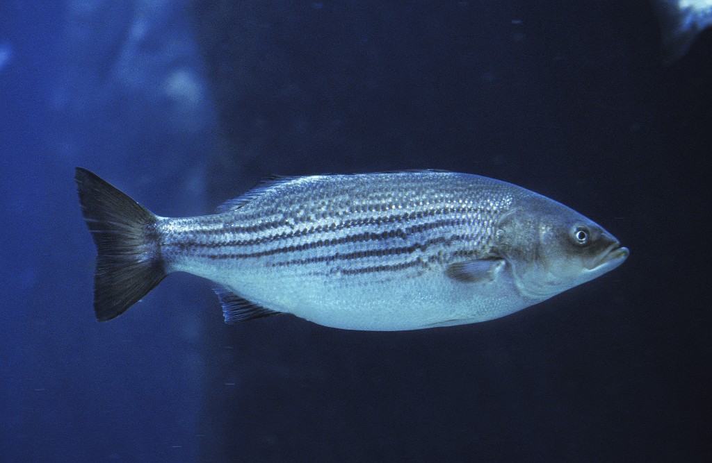 Georgia Striped Bass Fishing 2026 | The Inside Spread